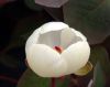 Show product details for Paeonia obovata alba